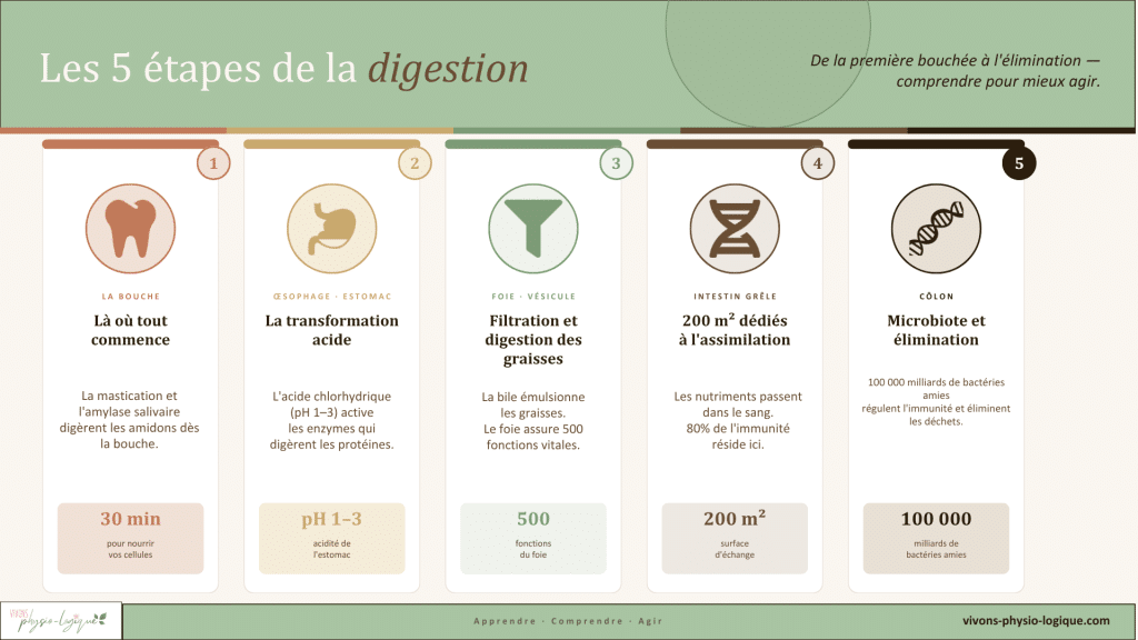 schéma étapes digestion de la bouche aux intestins